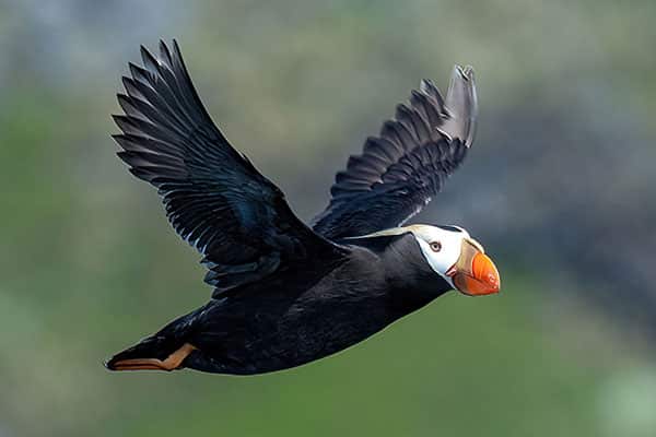 Puffin - Vancouver Island Birding Tours