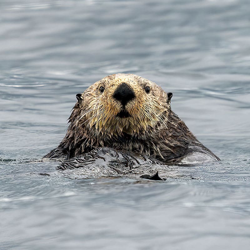 Sea Otter Viewing - Port Hardy, Vancouver Island