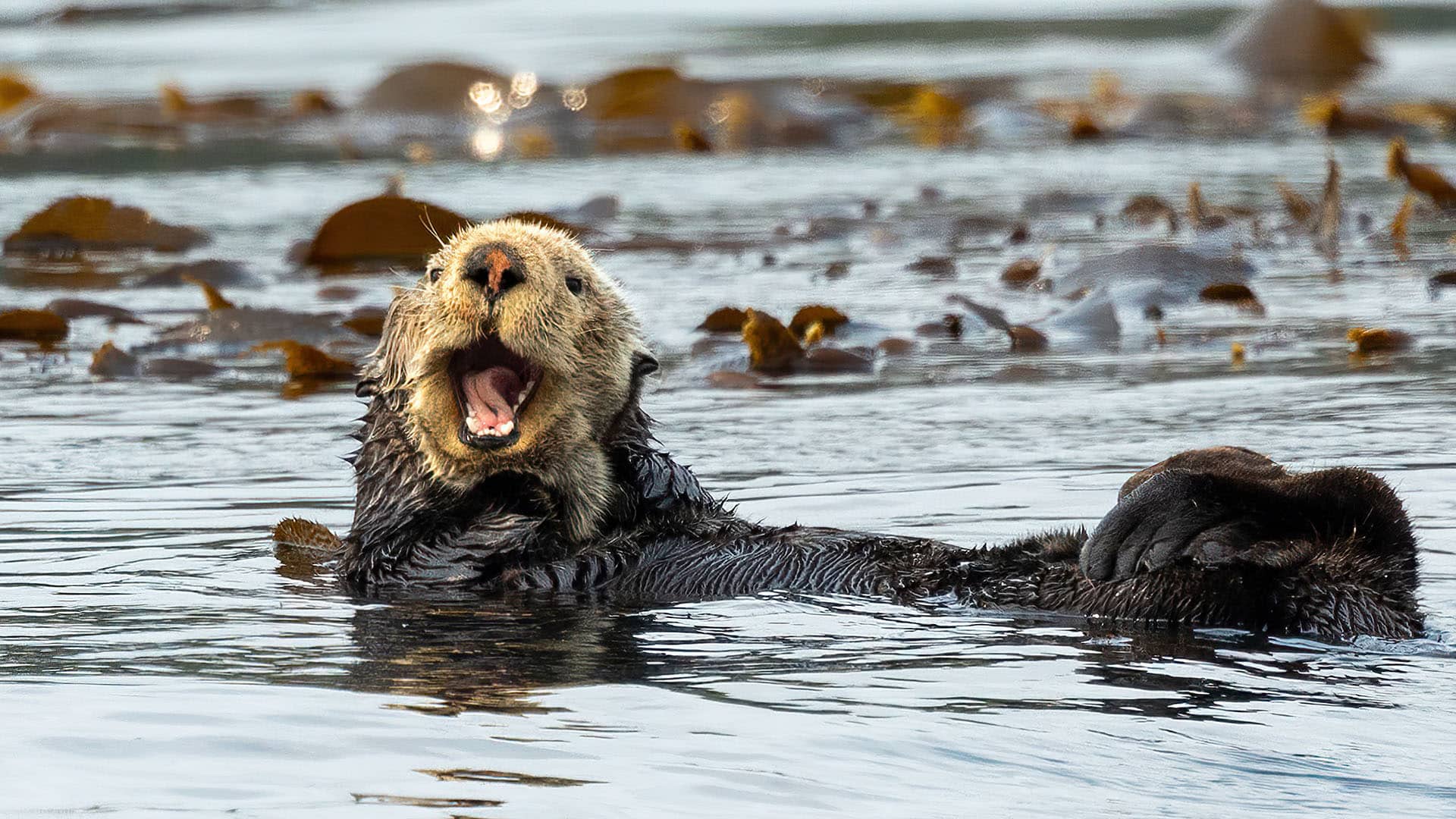 sea otter walking
