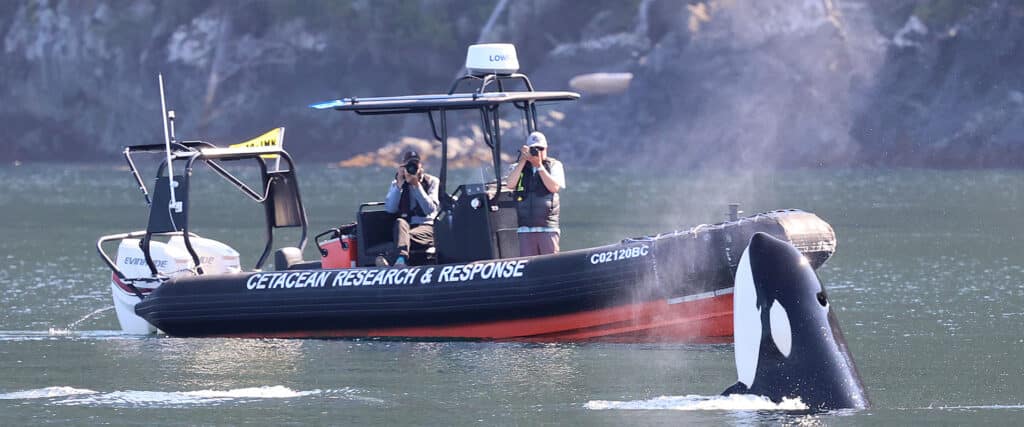 Bay Cetology - Cetacean Research