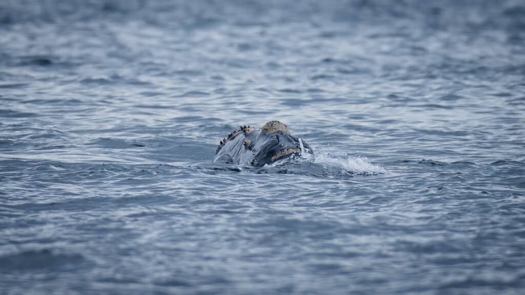 North Pacific Right Whale